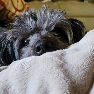 Meet your Posher, Pearl